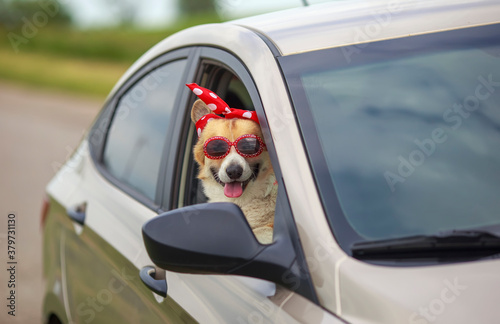 funny dog puppy a Corgi in fancy sunglasses stuck its face and paws out the window of a passing car © nataba