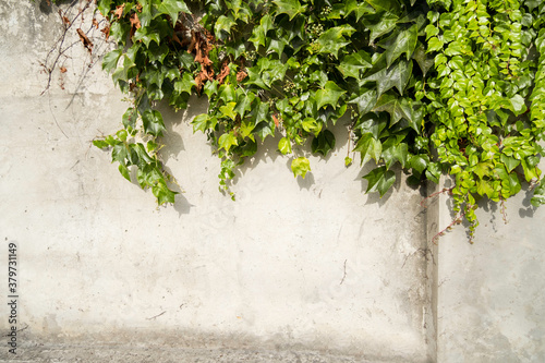 Bright green fresh plants grow on light dirty cement wall as background