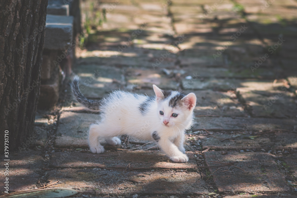 adorable timid kitten in the garden