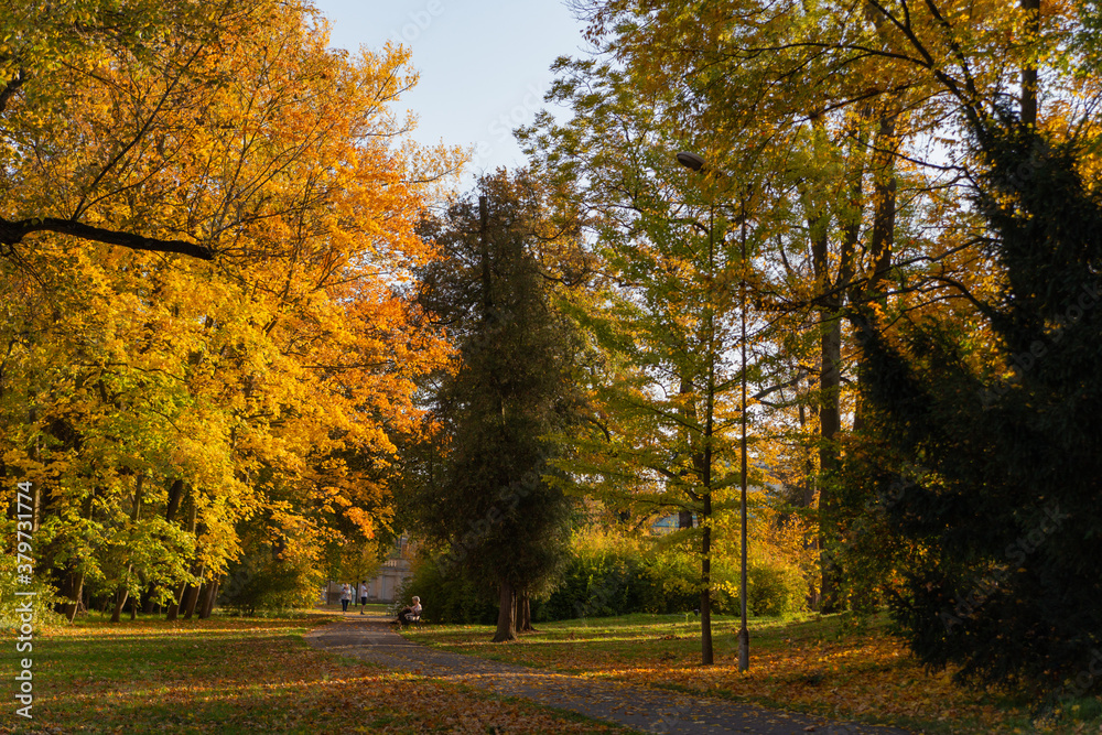 walking path between trees with yellow leaves in Wilanow park Poland in autumn photo wallpaper walking path between trees with yellow leaves in Wilanow park Poland in autumn photo wallpaper