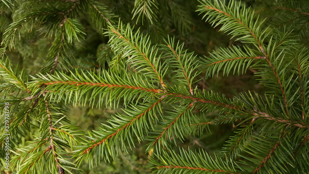 Green live spruce twig against the background of other branches.