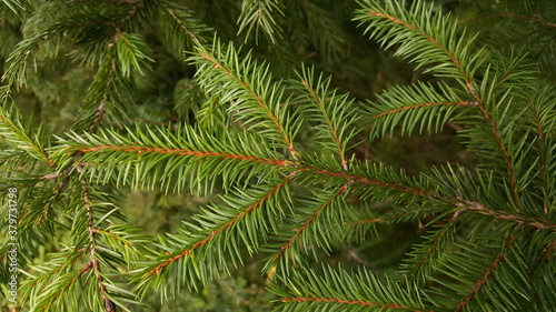 Green live spruce twig against the background of other branches.