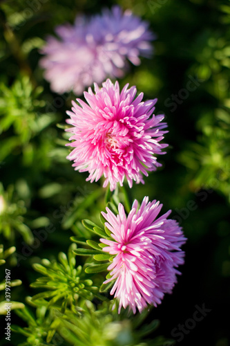 Close up pink chrysanthemum