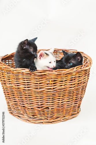 three adorable timid black and white kitten with blue eyes in wooden basket isolated © katarinagondova