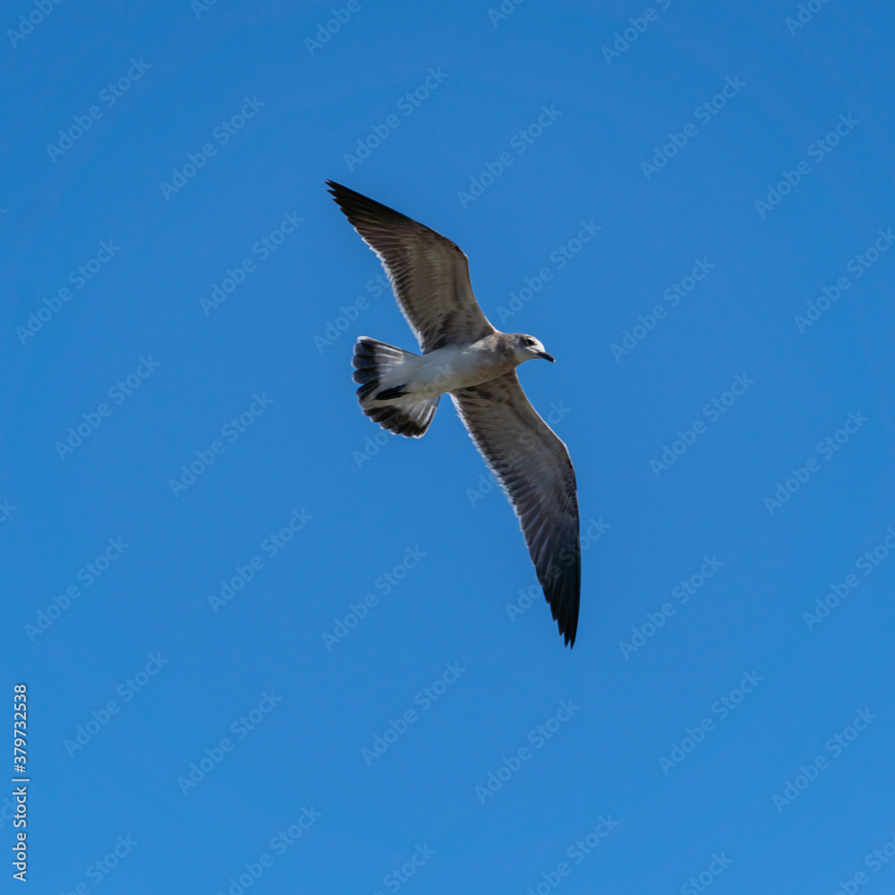 seagull flying in the sky