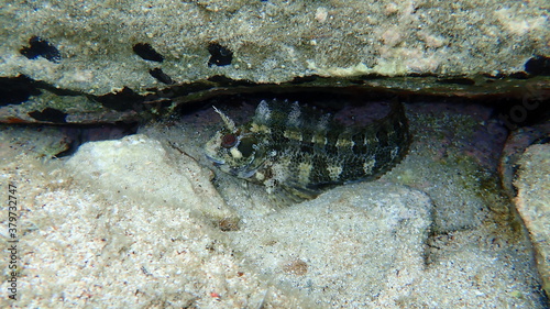 Tompot blenny (Parablennius gattorugine) undersea, Aegean Sea, Greece, Halkidiki photo
