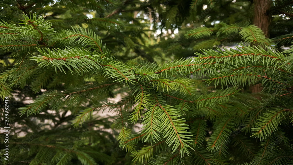 Live green spruce branches close-up on the fir-tree. Live green spruce branches close-up on the fir-tree.