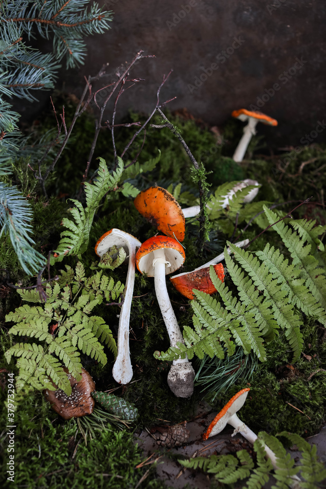 Amanita muscaria on moss next to spruce and fern branches. Shrooms. Amanita muscaria on moss next to spruce and fern branches. Shrooms.