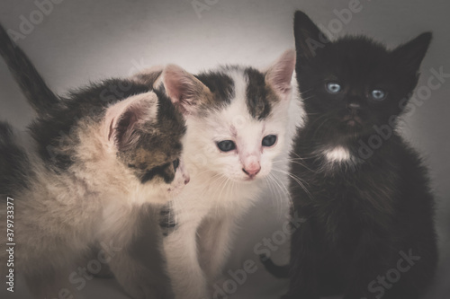 three adorable kitten black and white standing together isolated and looking couriously photo