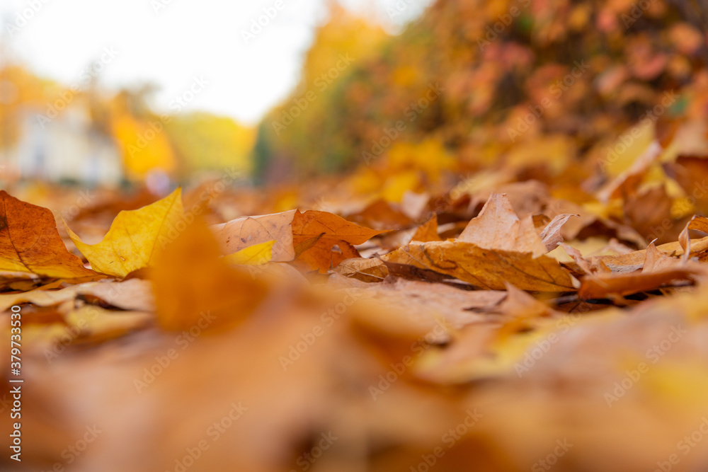 autumn yellow fallen leaves close up macro photography, background