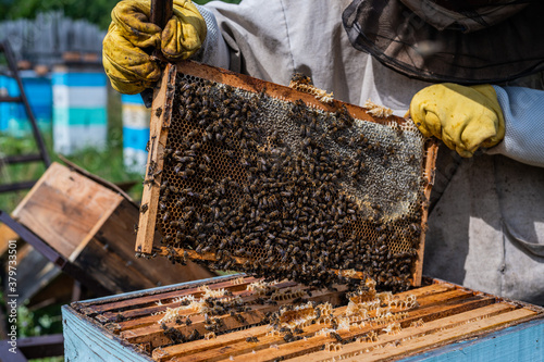 Close-up shot of beekeeper showing honeycomb frame with working bees making honey. Apiculture. Natural product. Beeswax. Bee farm.