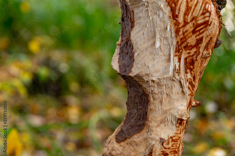 Naklejka premium tree trunk bitten by beavers traces of beavers, autumn in the park