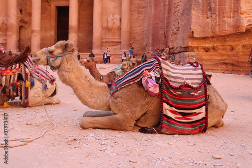 Camel in front of Petra, Jordan
