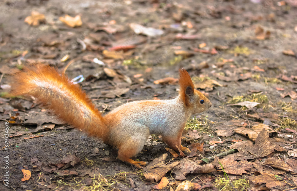 A redheaded fluffy squirrel sitting on the ground in an autumn park A redheaded fluffy squirrel sitting on the ground in an autumn park