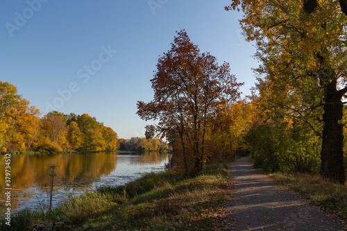 walkway between trees with yellow leaves in the park in autumn