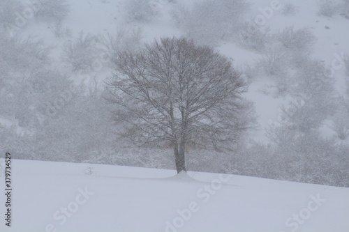 The loneliness of the tree, the cold and the snow.