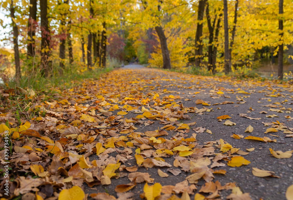 bottom view of a walking path with fallen yellow leaves in the autumn park beautiful autumn landscape wallpaper