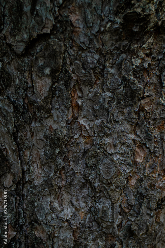 wood texture wood texture