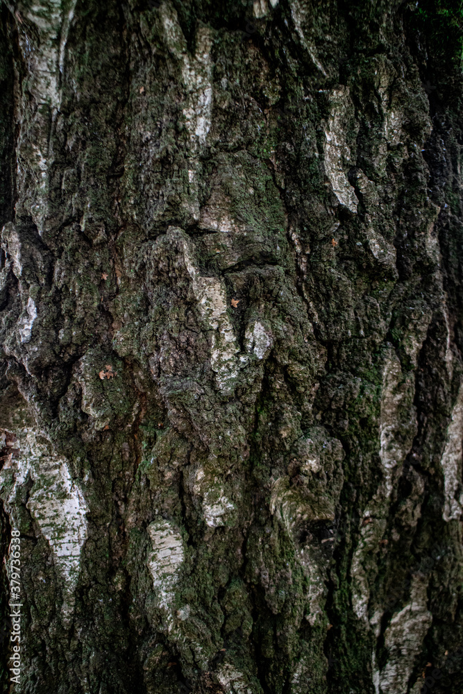 wood texture wood texture