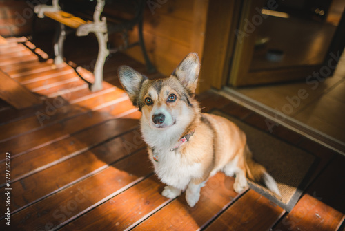 welsh corgi pembroke dog with one leg up, limping, sitting and looking to the camera 