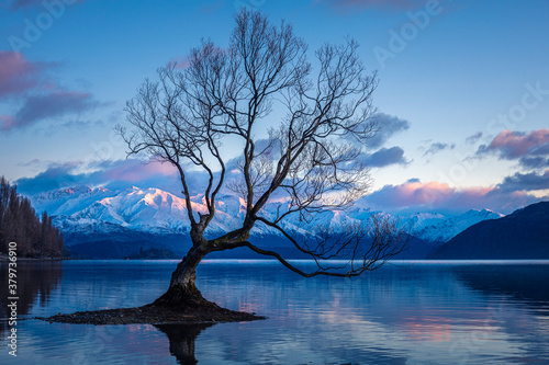 That Wanaka Tree crowned by the pink, snowy peaks of Southern Alps, sunrise, Wanaka Lake, South Island, New Zealand