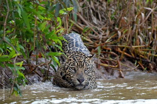 Jaguar stalking prey in the Cuiaba river © Rini Kools