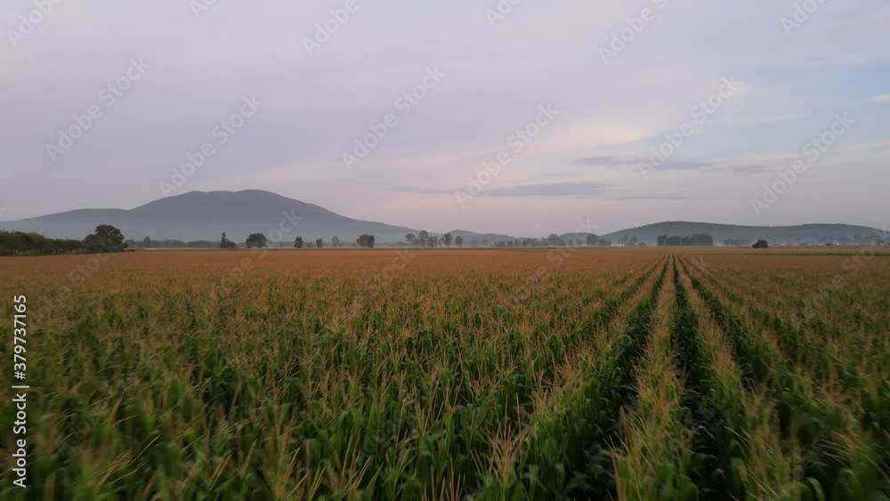 Aerial Drone flight over cornfields in México