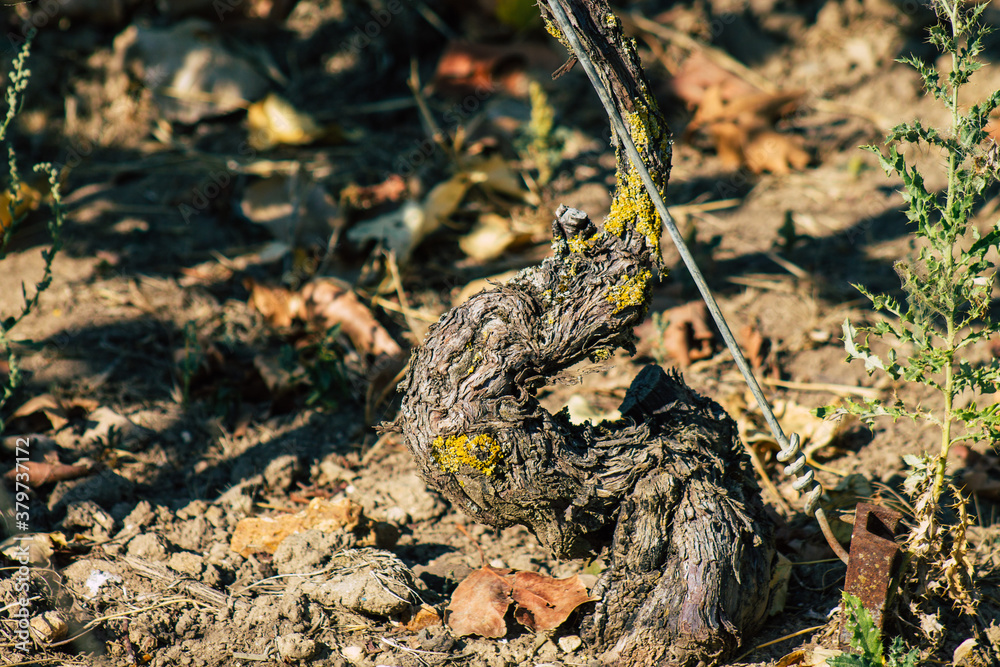 Fototapeta premium View of Champagne vineyard in early autumn in the countryside of Reims