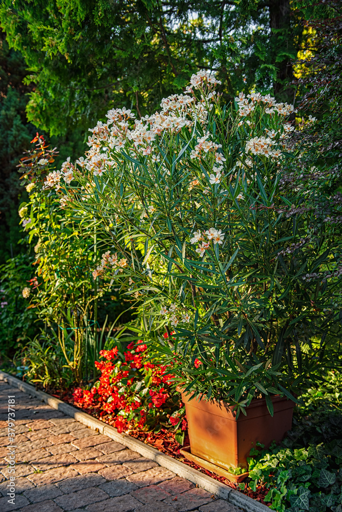 Nice oleander in the garden in summer