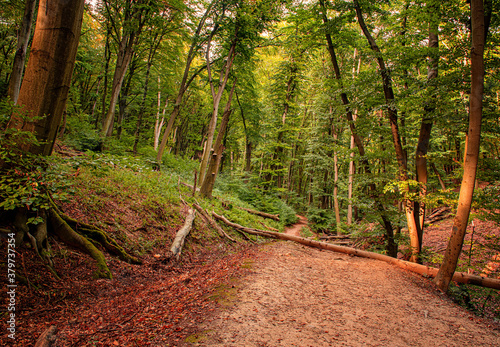 Pathway in the forest in au...