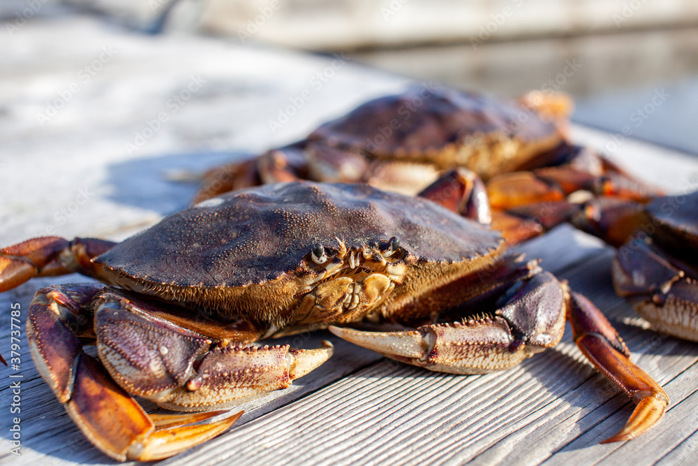 A close up of a male Dungeness crab on a dock, with other crabs in the background. Taken in Sechelt, British Columbia A close up of a male Dungeness crab on a dock, with other crabs in the background. Taken in Sechelt, British Columbia