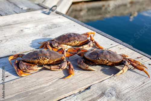 Three Dungeness crab piled on the side of a dock on British-Columbia's Sunshine Coast photo