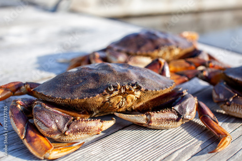 A close up of a male Dungeness crab on a dock, with other crabs in the background. Taken in Sechelt, British Columbia photo