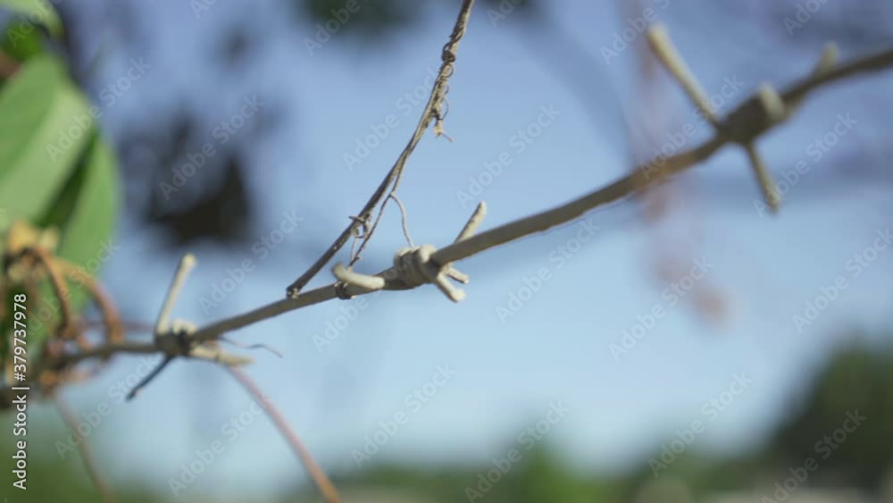Close-up of barbed wire at the background of clear blue summer sky. Steel fencing wire surrounding secured property. Prison or government property. Close-up of barbed wire at the background of clear blue summer sky. Steel fencing wire surrounding secured property. Prison or government property.
