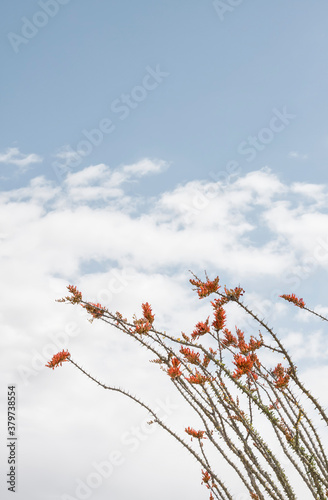 Mojave Ocotillo Flowers photo