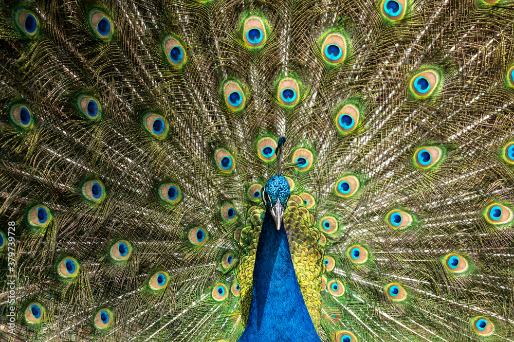 Obraz premium Male peacock bird, Pavo cristatus, squarking with full display tail feathers