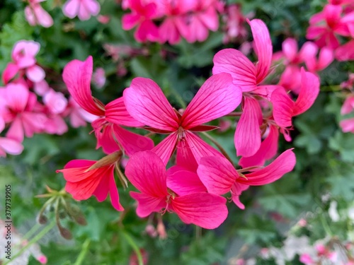 pink flowers in the garden