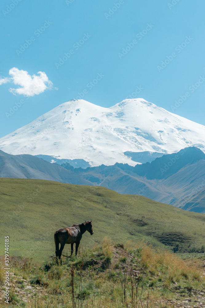 Wild horse near the highest peak in Europe, mount Elbrus with green hills on a Sunny summer day.