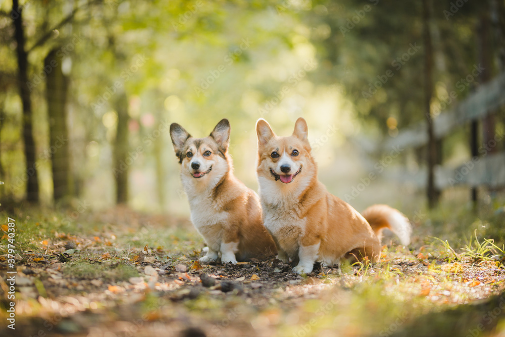 Happy welsh corgi pembroke dogs standing and smiling in the garden on a sunny weather day