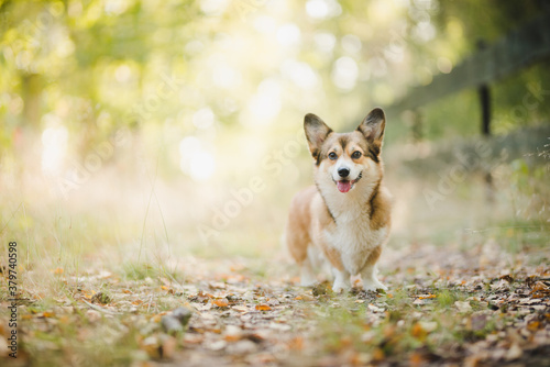 Happy welsh corgi pembroke dog standing and smiling in the garden on a sunny weather day