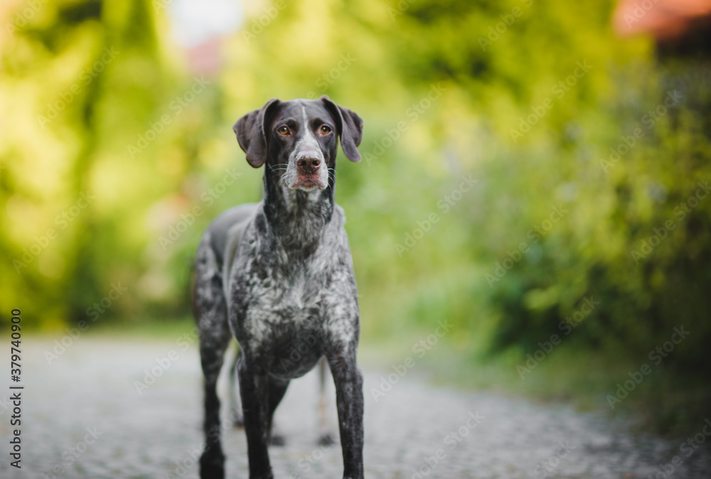 German pointer portrait on a sunny weather 