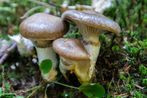 Gomphidius glutinosus, commonly known as the slimy spike-cap