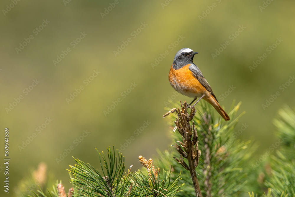 Fototapeta premium Common redstart on branch