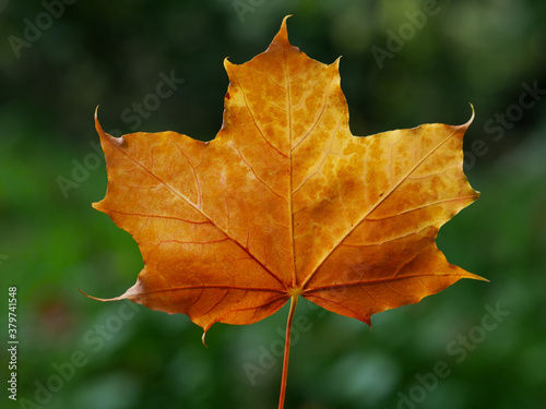 maple leaf with autumn colours over a bokeh background