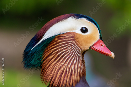 Mandarin Duck Aix galericulata head portrait