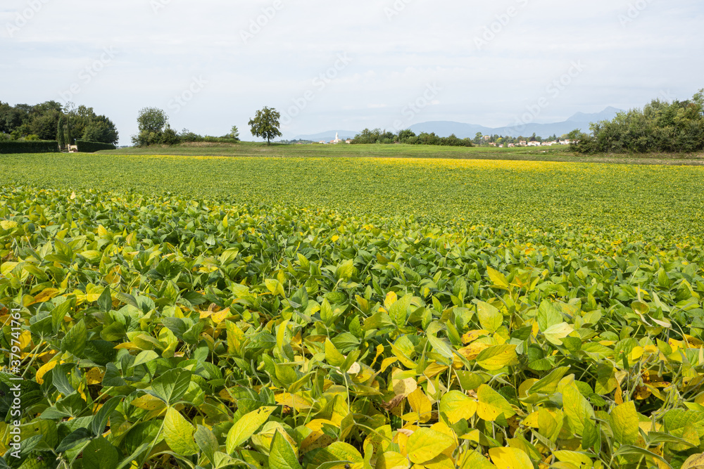 soybean crops soybean crops