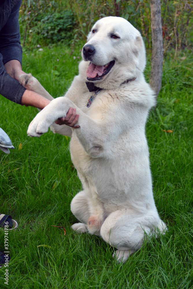 Disabled dog without one paw, gives a paw to the owner. The Central Asian shepherd from the shelter lives in a loving family. Disabled dog without one paw, gives a paw to the owner. The Central Asian shepherd from the shelter lives in a loving family.