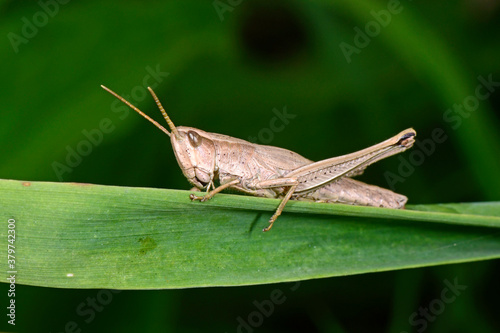 Large Gold Grasshopper, female / Große Goldschrecke (Chrysochraon dispar) - Weibchen photo