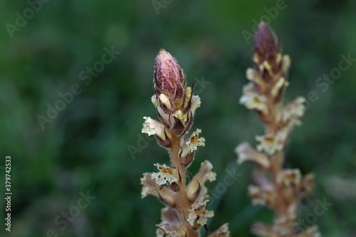 Flower of an ivy broomrape, Orobanche hederae photo
