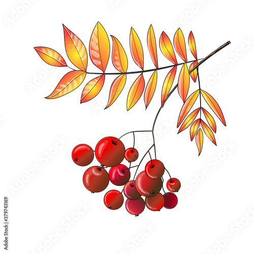 A rowan branch is drawn in close-up, it has yellow autumn leaves, drawn in a cartoon style. Isolated on a white background. Stock vector illustration.